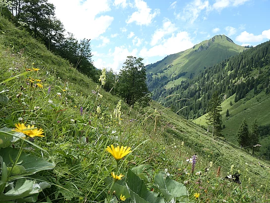 Traufberg Traufberg. Blumenwiese an einem Berghang.