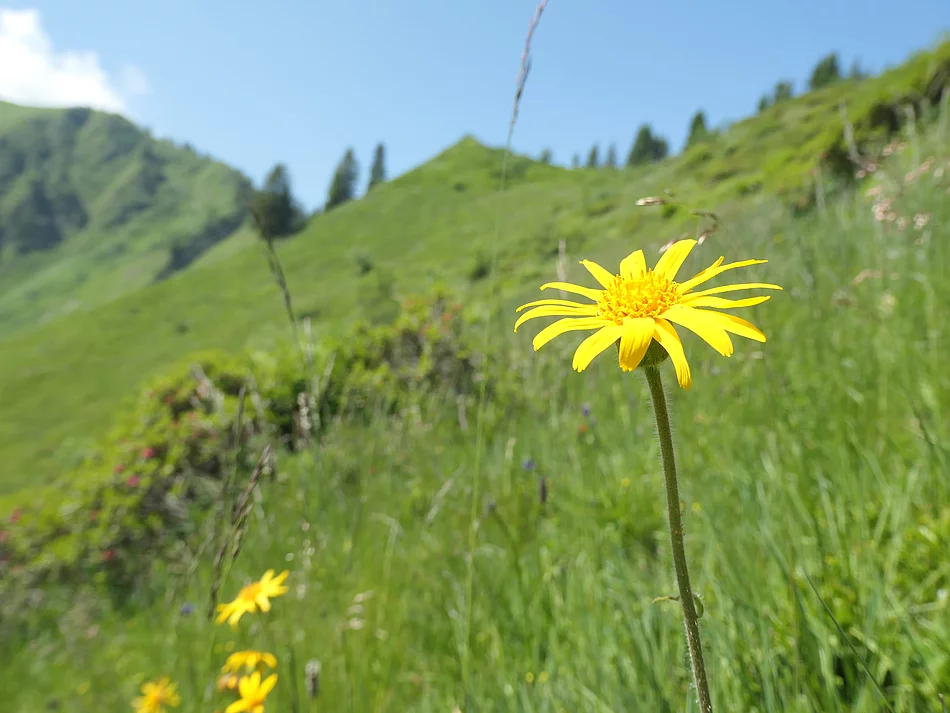 Sölleralp Sölleralp. Gelbe Blume in einem Grünen Berghang.